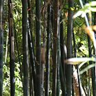 Marokko , Jardin Majorelle