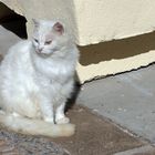 Marokko - Katze - -10-