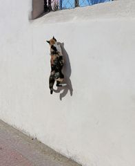 Marokko - Katze - -15-