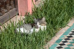 Marokko - Katze - -16- 