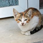 Marokko - Katze -  -2-