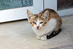 Marokko - Katze -  -2-