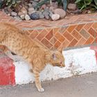 Marokko - Katze -  -5-