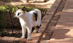 Marokko - Katze - -7-