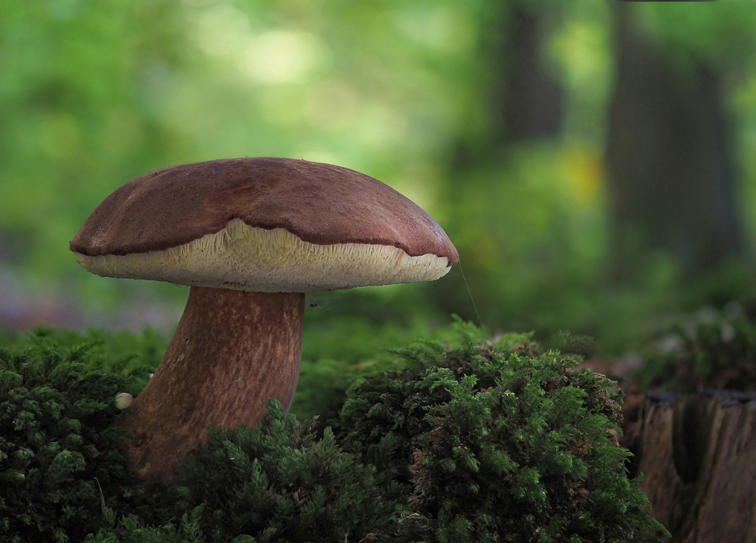 Marone Foto & Bild wald, makro, natur Bilder auf