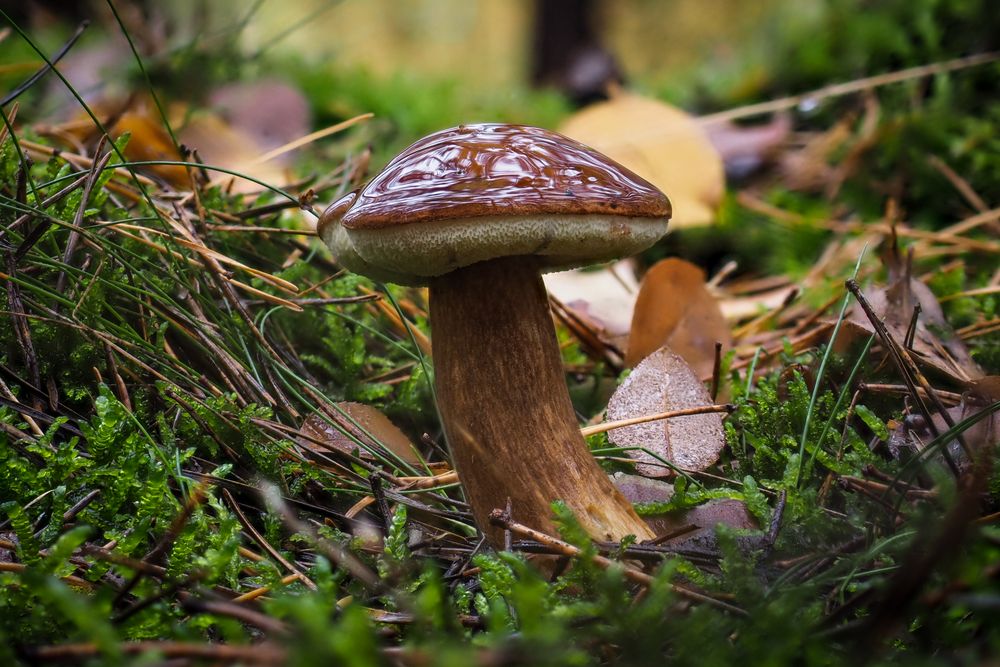 Marone Foto & Bild deutschland, europe, brandenburg Bilder auf