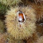 Marone - Esskastanie - Edelkastanie - Castanea sativa -