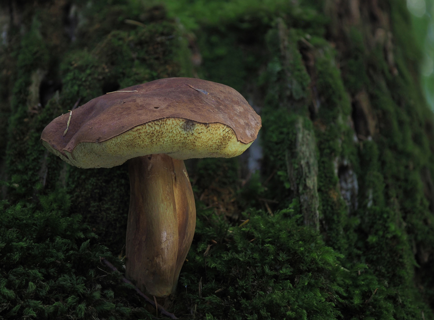 Marone Foto & Bild wald, makro, natur Bilder auf