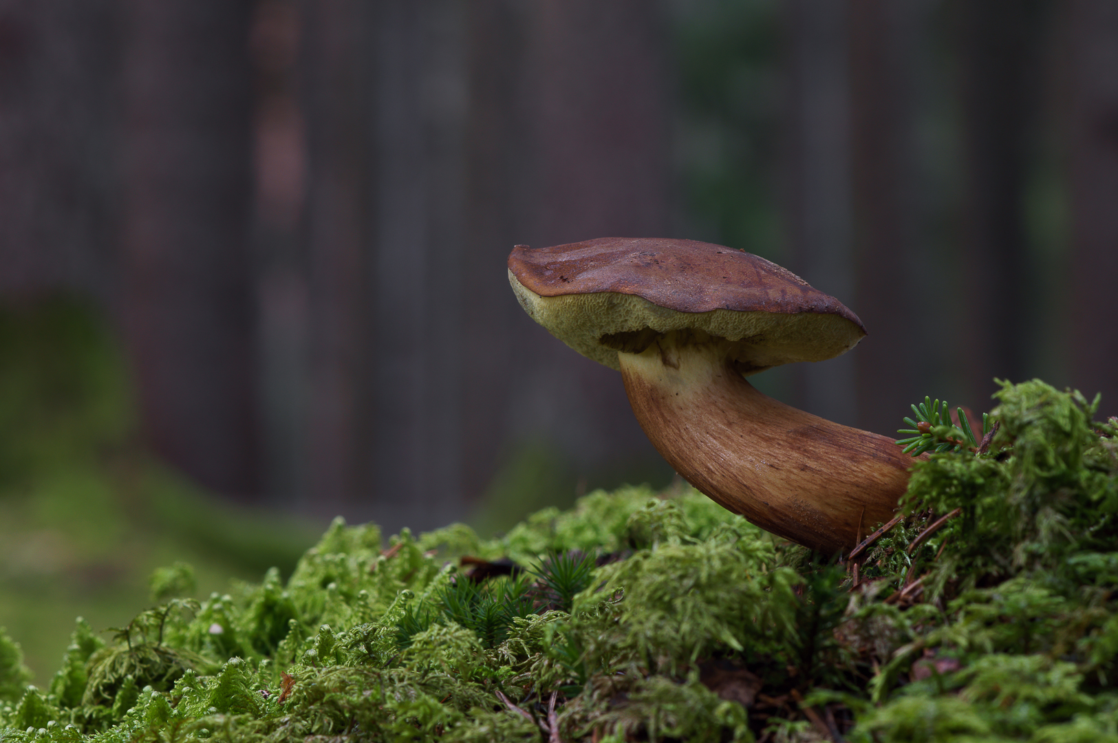 Marone Foto & Bild pflanzen, pilze & flechten, pilze & flechten