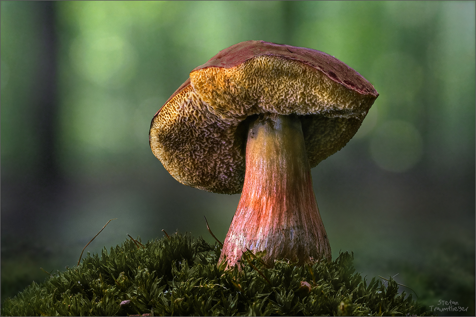 marone_1 Foto & Bild makro, natur, pflanzen Bilder auf