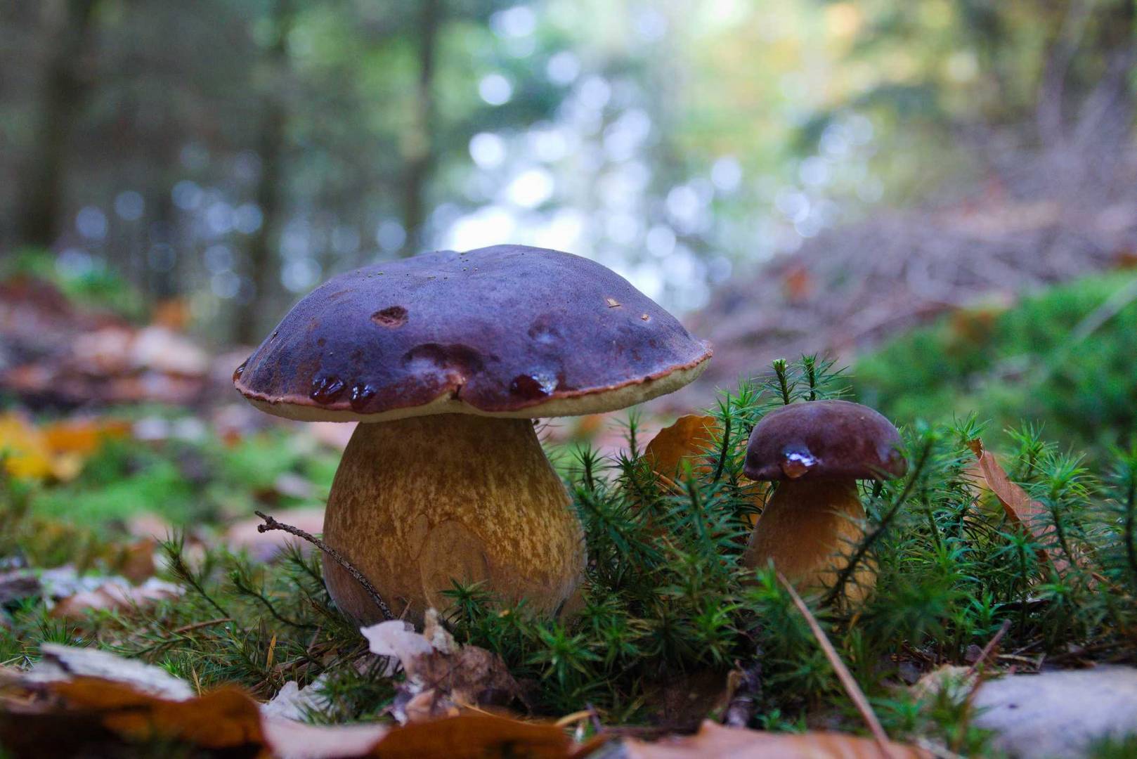 Maronen Foto &amp; Bild | pflanzen, pilze &amp; flechten, natur Bilder auf ...
