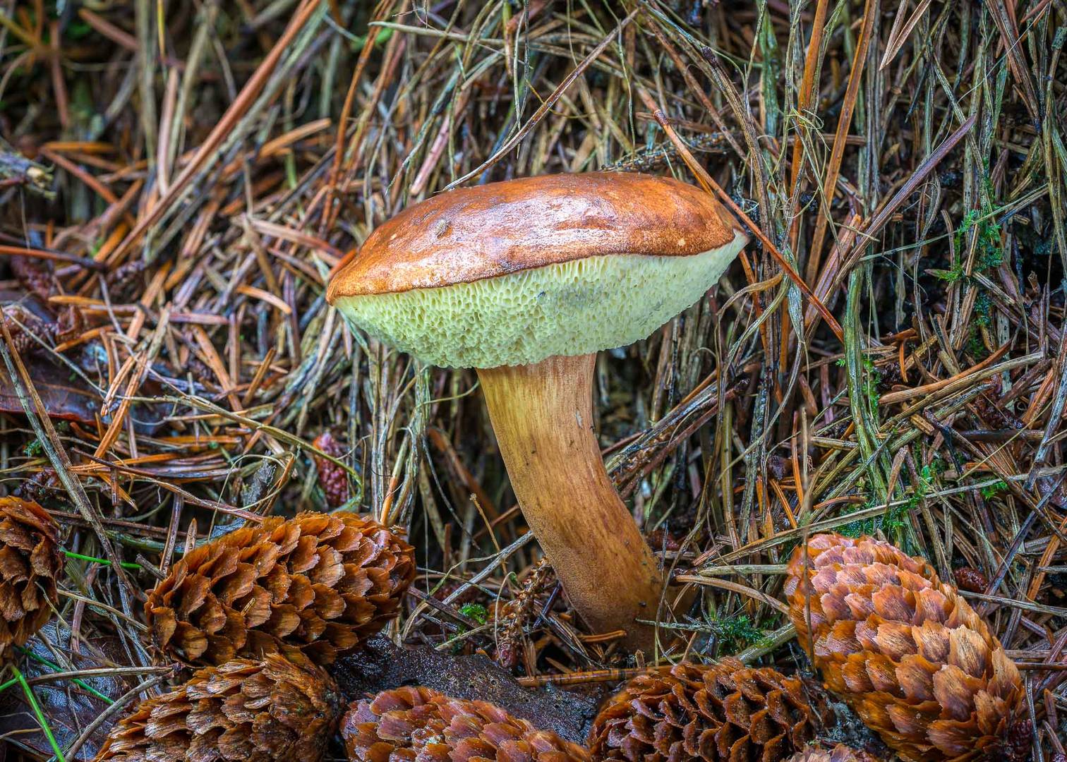 Maronen-Röhrling (Imleria badia)