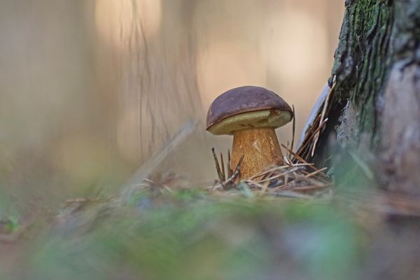 Maronen-Röhrling (Imleria badia)