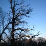 Maronenbaum im Winter 1