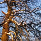Maronenbaum im Winter 2