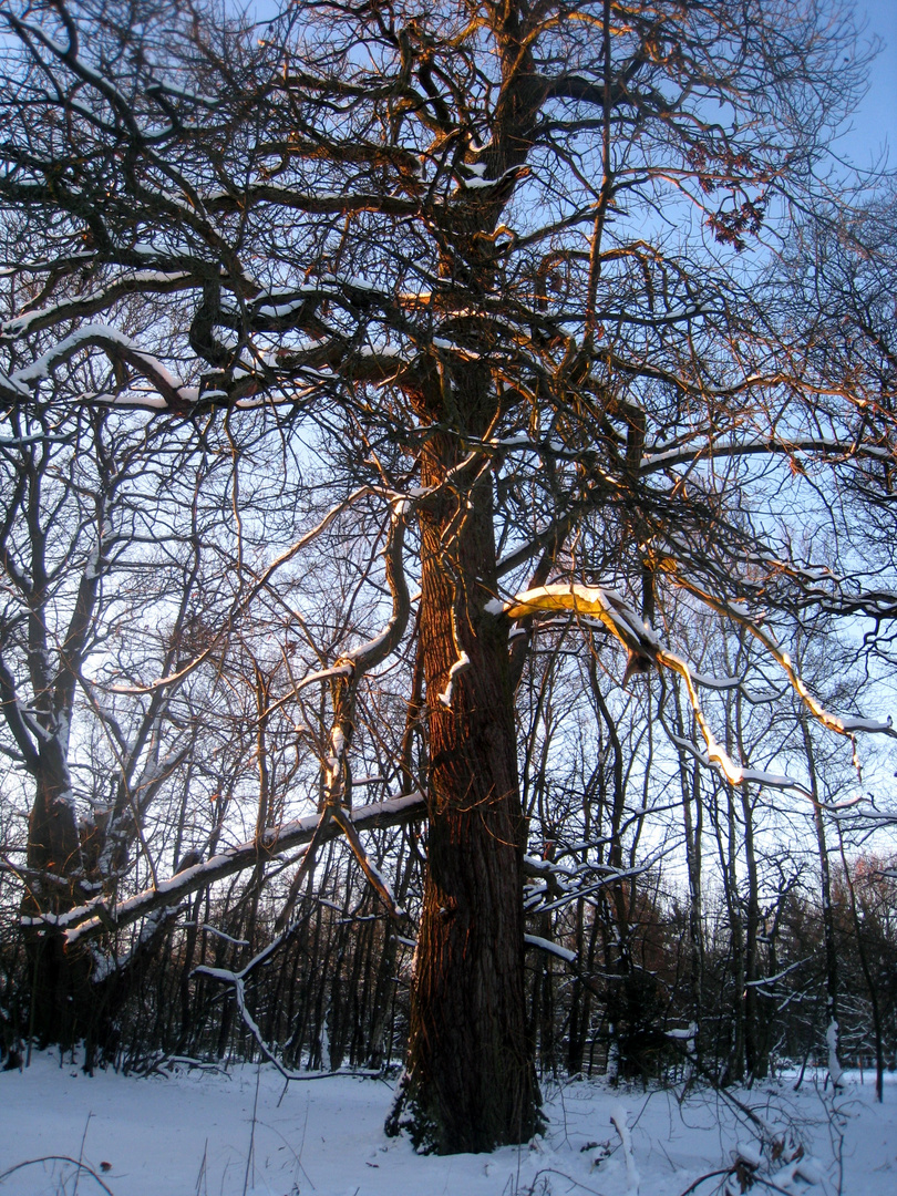 Maronenbaum im Winter 3