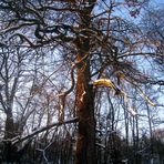 Maronenbaum im Winter 3