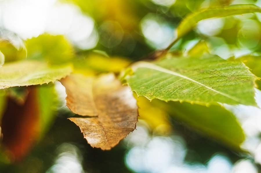 Maronenherbst