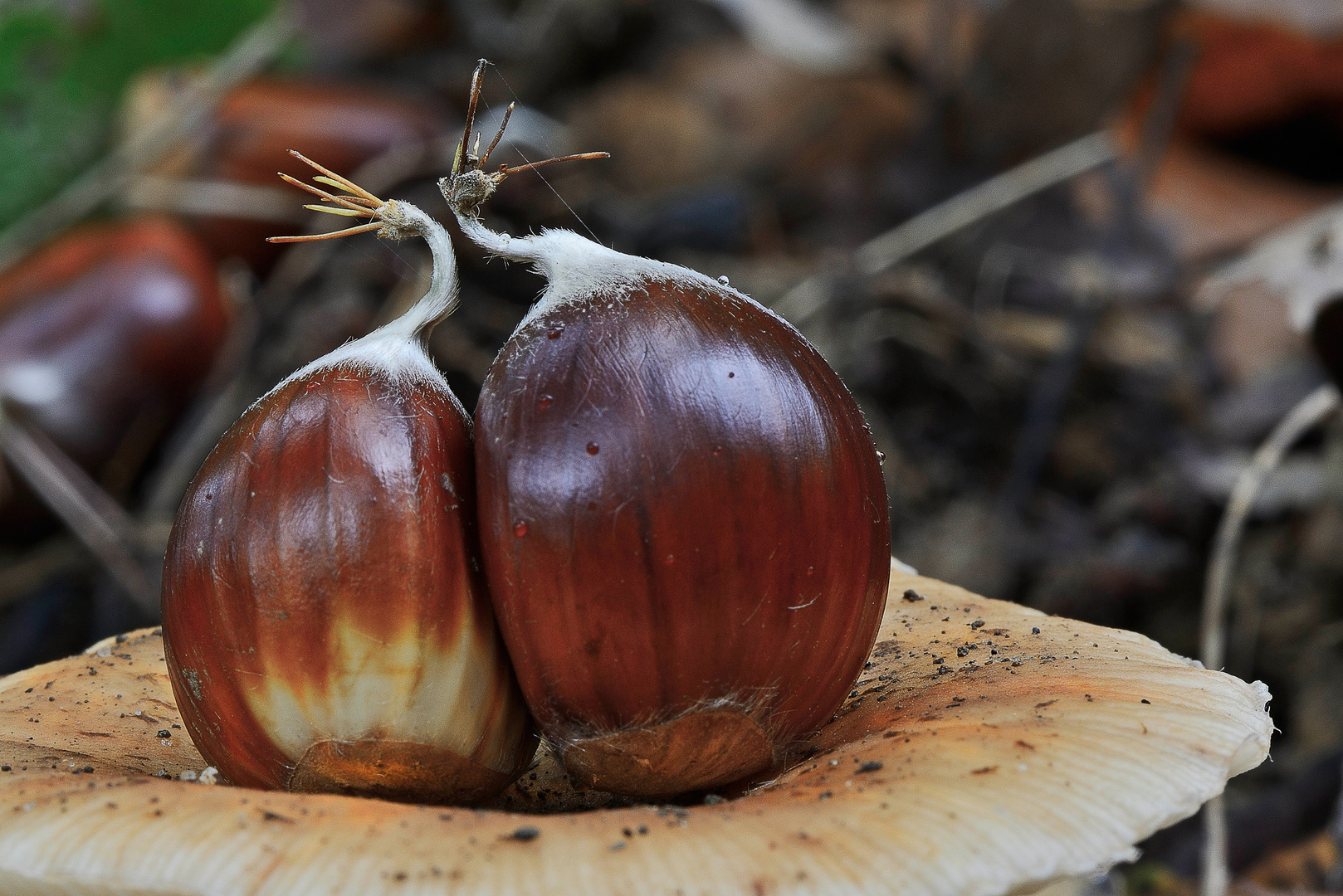 Maronenliebe auf dem Waldpilz