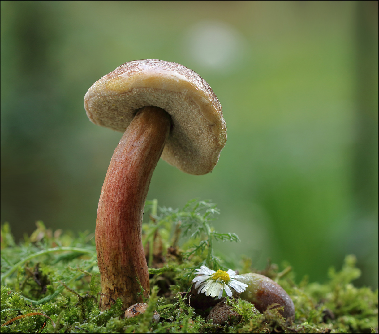 Maronenröhrling Foto & Bild | pflanzen, pilze & flechten, wald, herbst Bilder auf fotocommunity