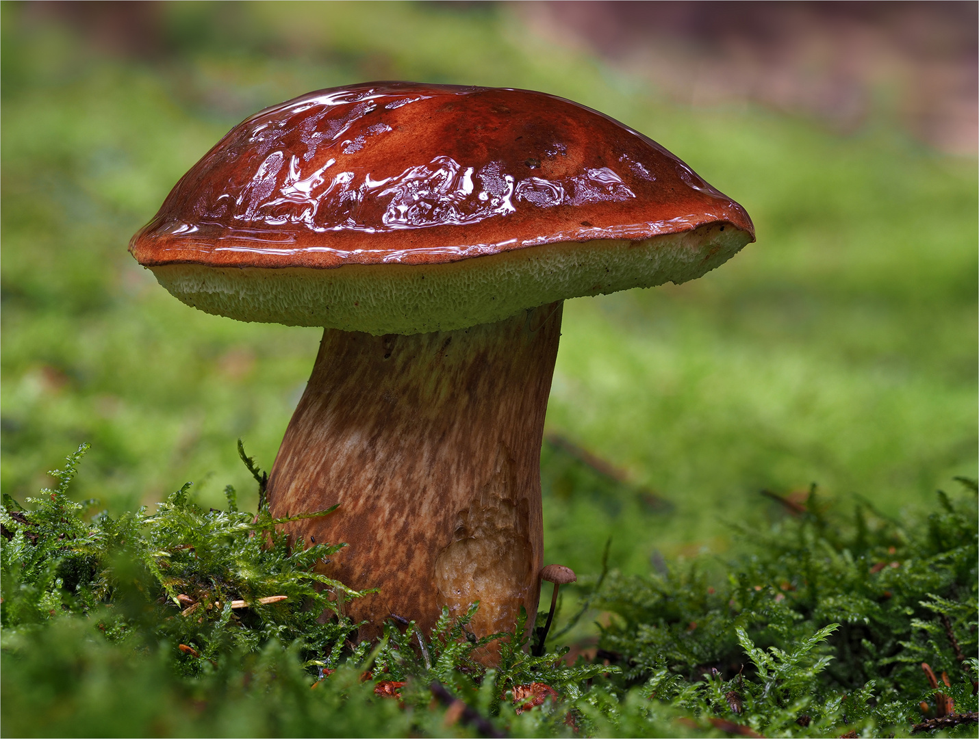 Maronenröhrling Foto & Bild | wald, natur, pilze Bilder auf fotocommunity