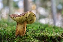 Maronenröhrling (Boletus badius) #2