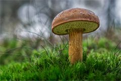 Maronenröhrling (Boletus badius) #3