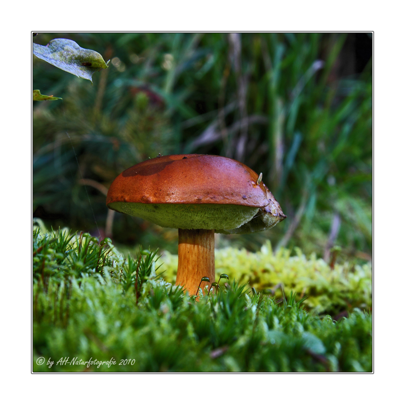 Maronenröhrling (Boletus badius)