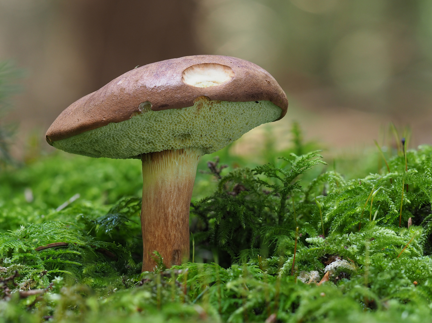 Maronenröhrling, Boletus badius