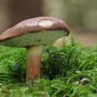 Maronenröhrling, Boletus badius