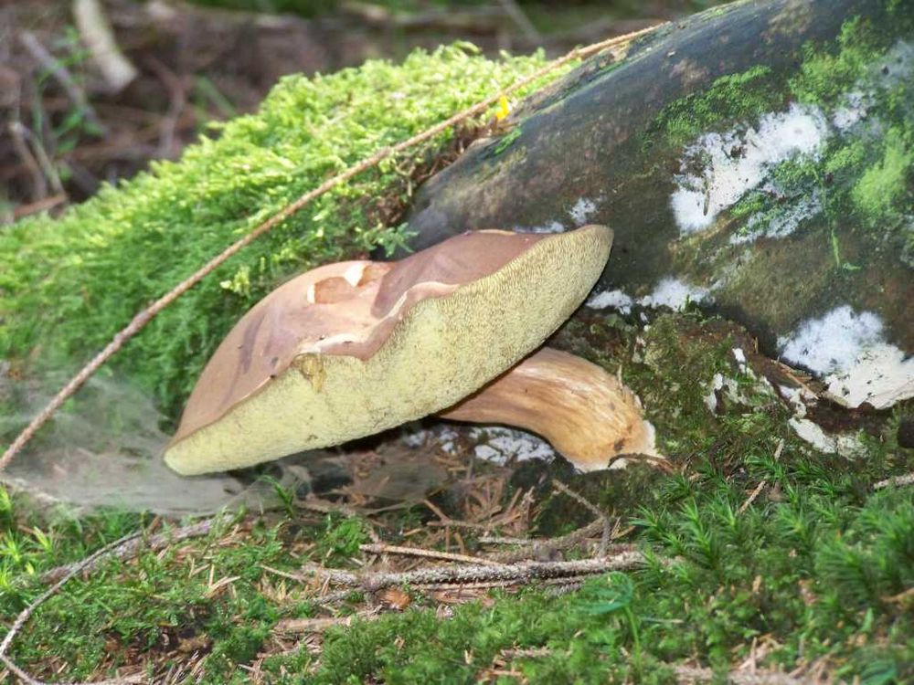 Maronenröhrling (Boletus badius) Anfang September 2010