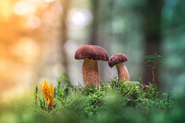 Maronenröhrlinge im Nadelwald