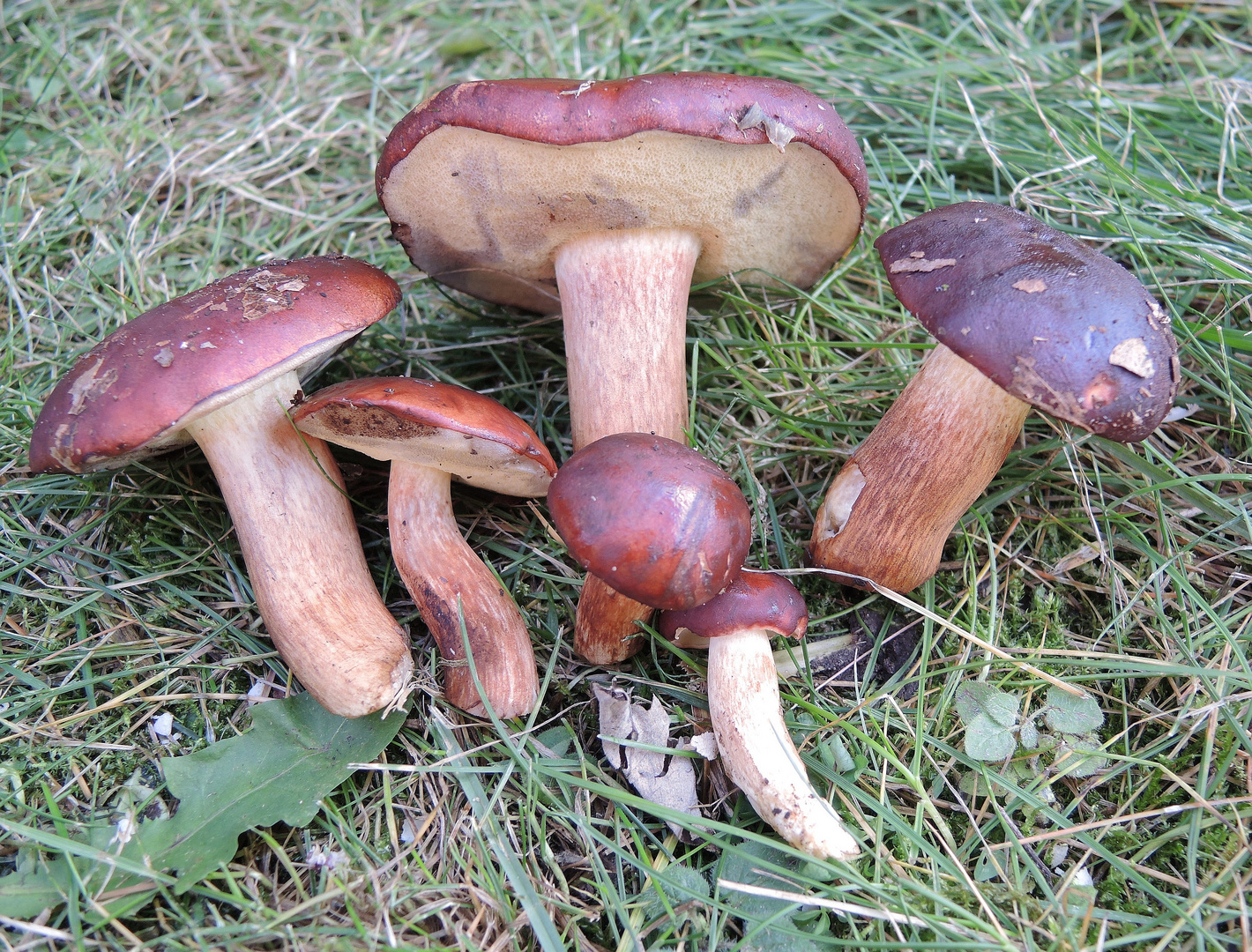 Maronenröhrlinge (Imleria badia) - ein leckerer Speisepilz ....