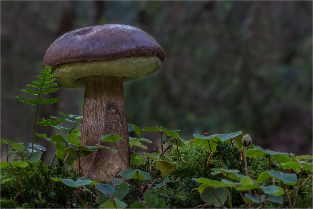 Marone(n)_Verabredung im Wald