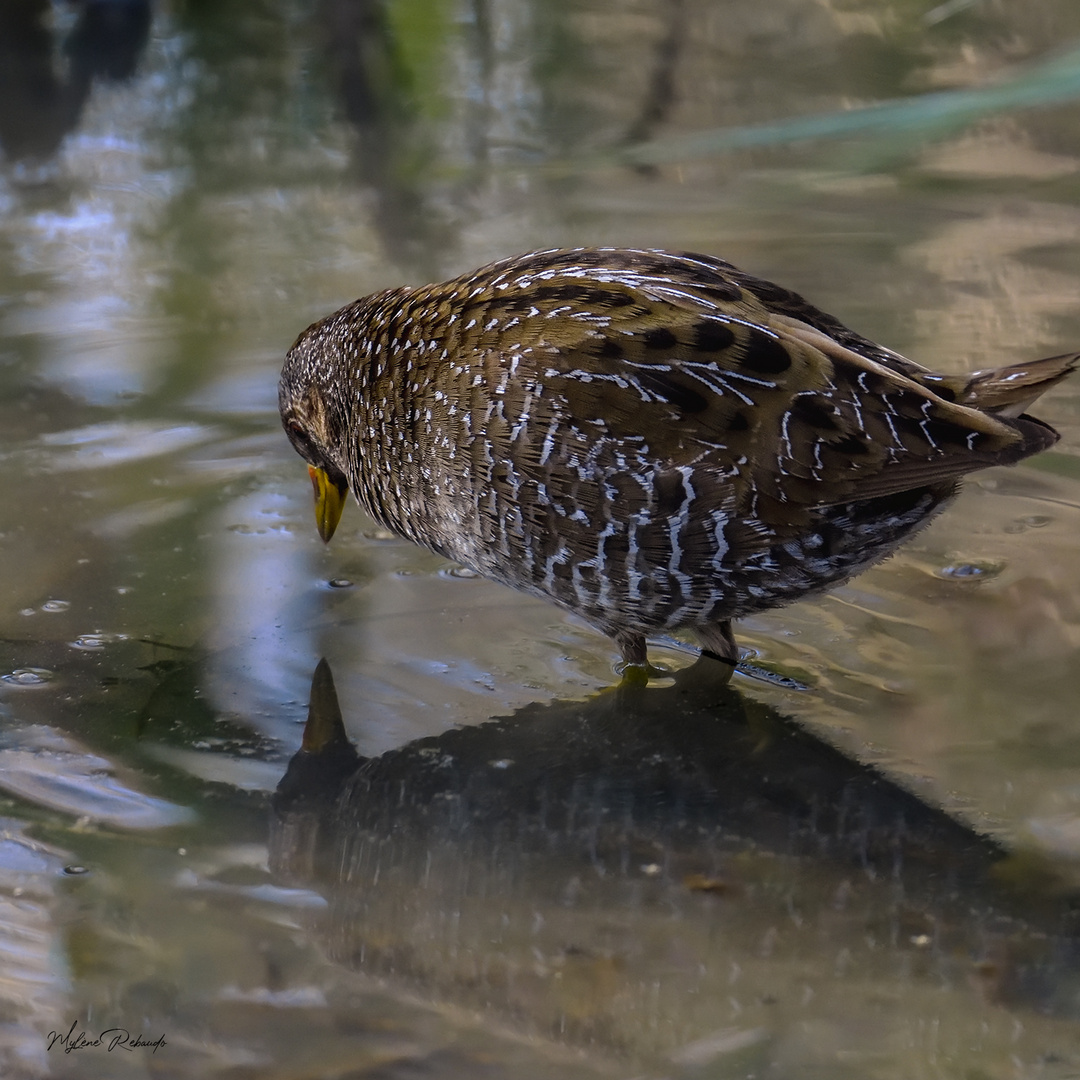 Marouette ponctuée et son reflet