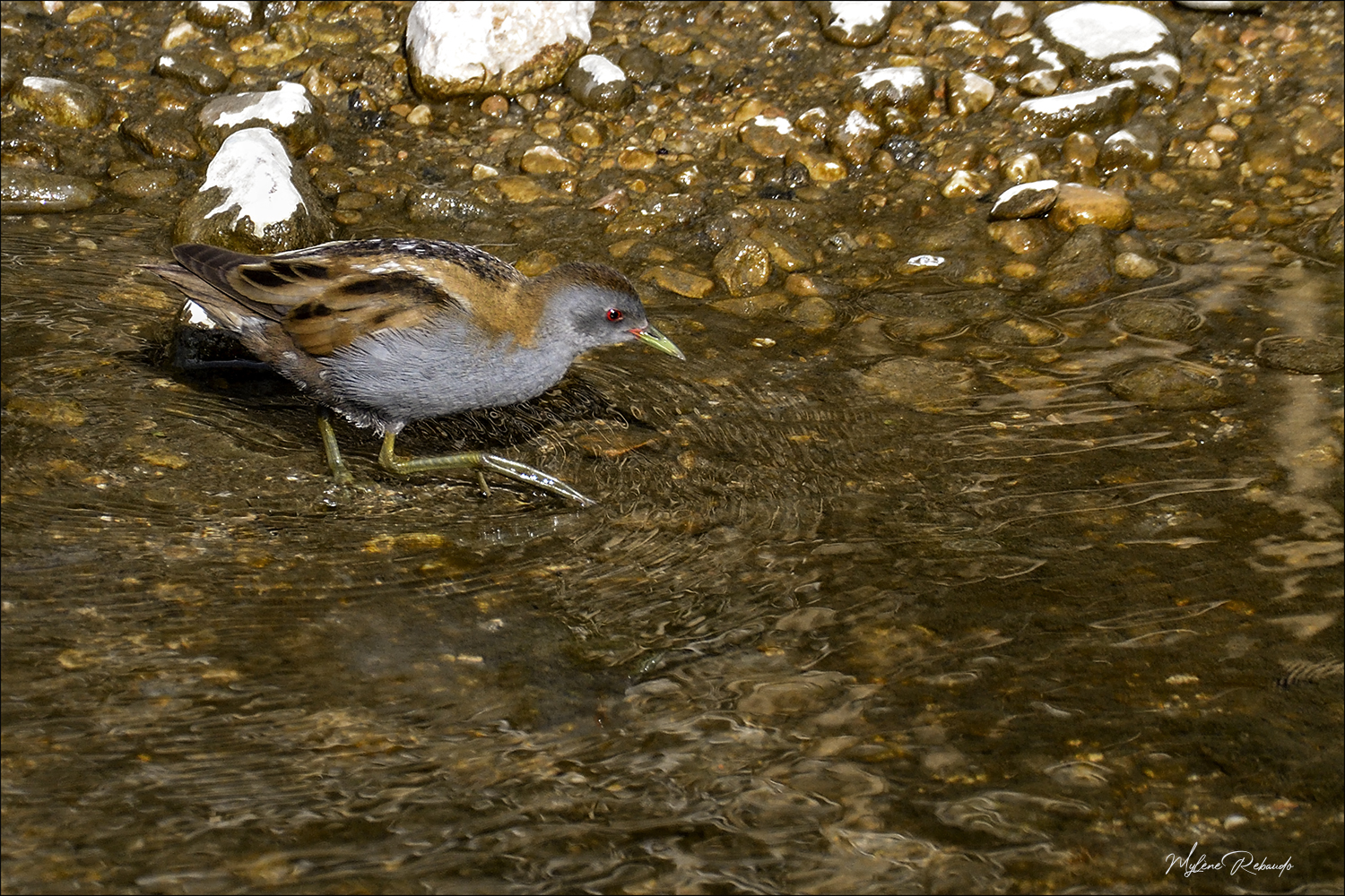 Marouette poussin