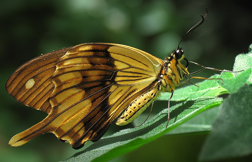 Marpesia berania