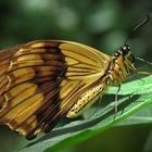 Marpesia berania