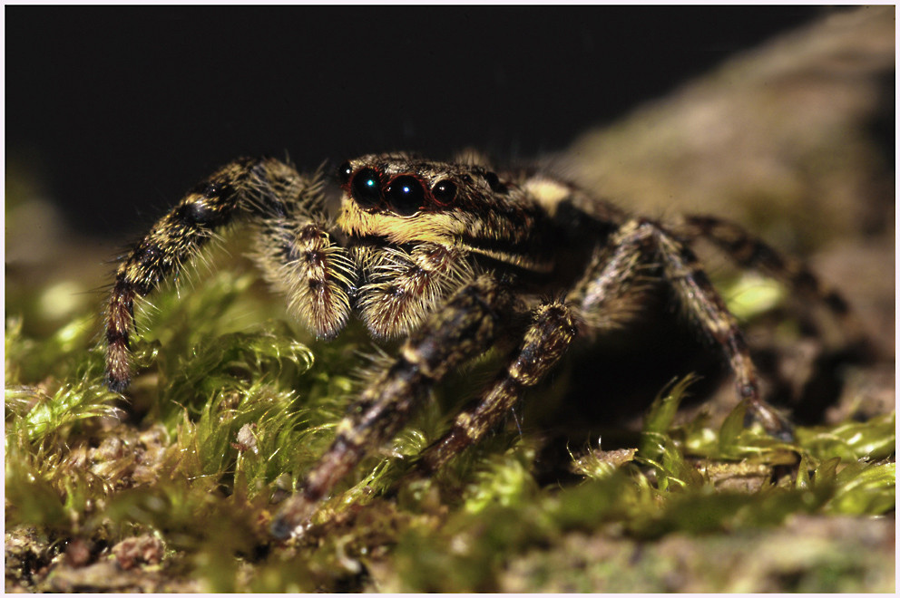 Marpissa muscosa