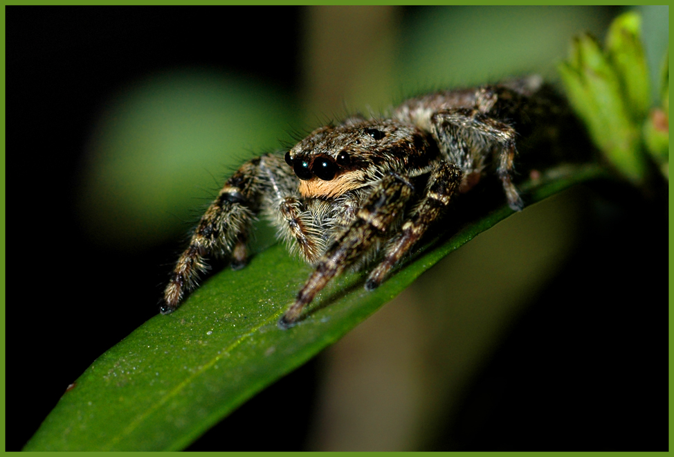 Marpissa muscosa