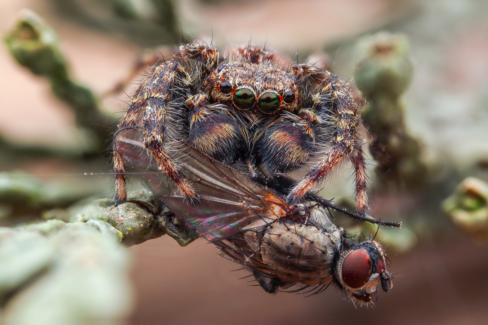 Marpissa muscosa