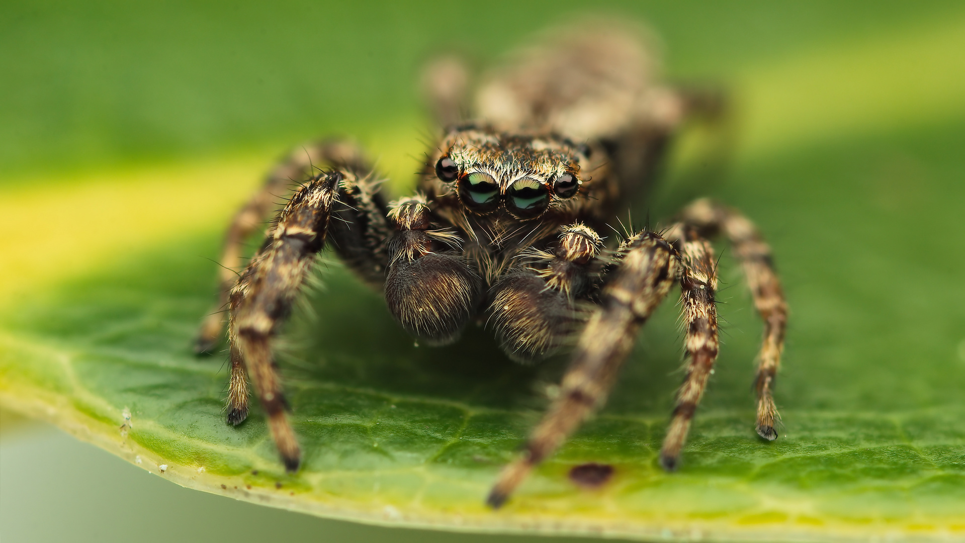 Marpissa muscosa male part two