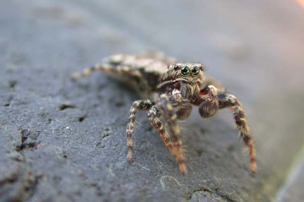 marpissa muscosa [Springspinne]