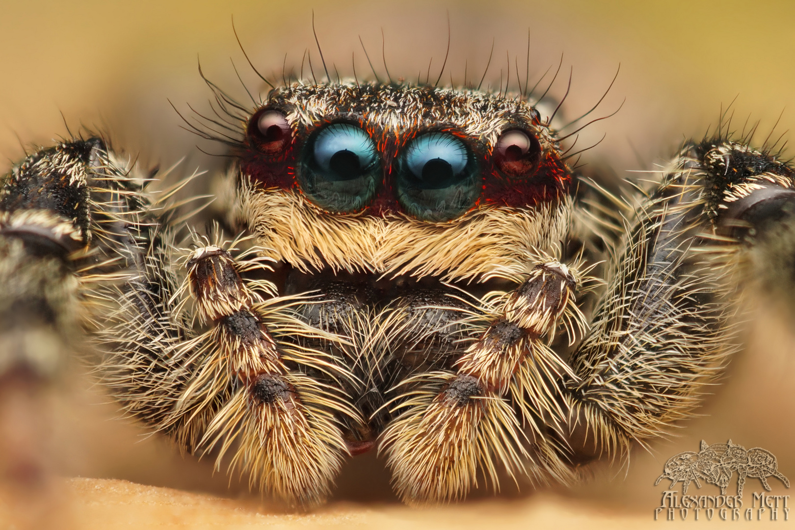 Marpissa muscosa Weibchen Foto & Bild natur, springspinne, marpissa