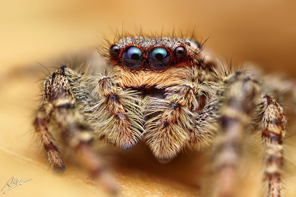 Marpissa muscosa Weibchen