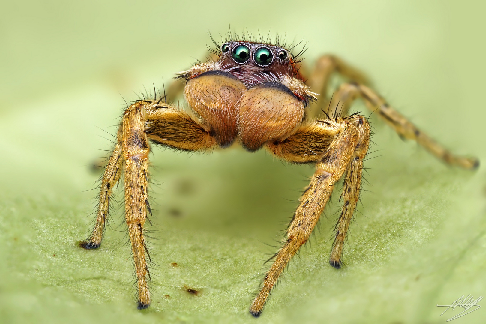 Marpissa pomatia Männchen