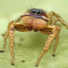 Marpissa pomatia Männchen