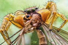 Marpissa pomatia Männchen mit Beute