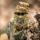 Marpissa pomatia Weibchen bei der Häutung