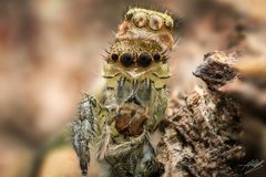 Marpissa pomatia Weibchen bei der Häutung